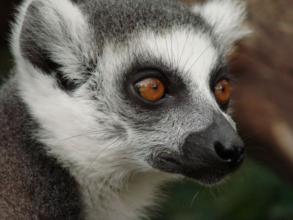 2021 : Protégeons les animaux les plus menacés